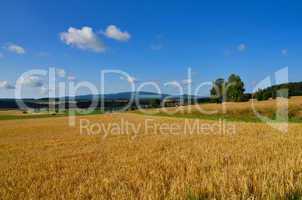 Landschaft Feld Sommer