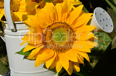 Sonnenblumen Gartenzaun Garten