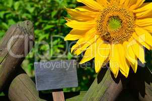 Sonnenblumen Gartenzaun Garten