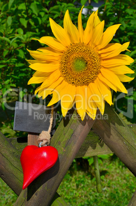 Sonnenblumen Gartenzaun Garten