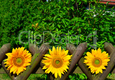 Sonnenblumen Gartenzaun Garten