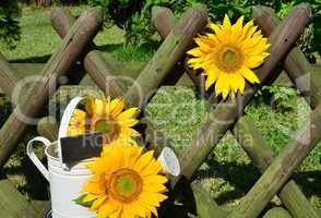 Sonnenblumen Gartenzaun Garten