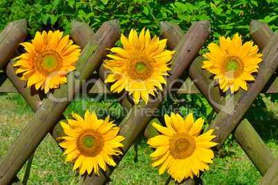 5 Sonnenblumen Gartenzaun Garten