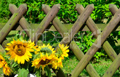 Sonnenblumen Gartenzaun Garten