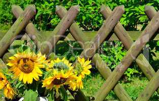 Sonnenblumen Gartenzaun Garten