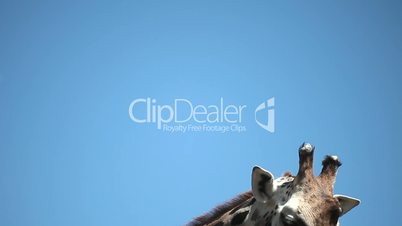 Closeup portrait of a giraffe against blue sky