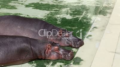 Two hippopotamus lying in the water