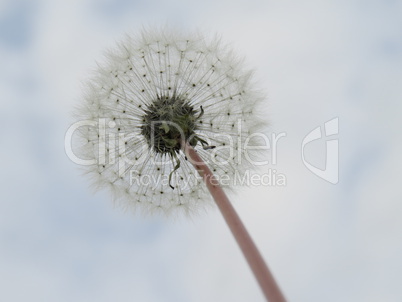 Pusteblume Pusteblume