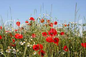 Wiese mit Mohnblumen