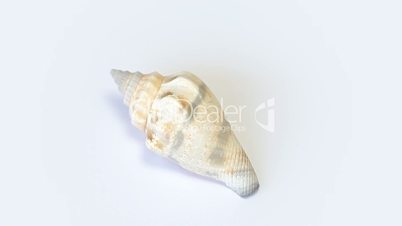 Sea shell rotating on white