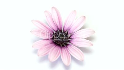 Purple flower rotating on white