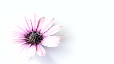 Purple flower rotating on white