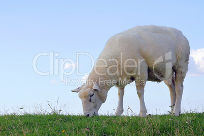 Schaf auf einer Deichkrone