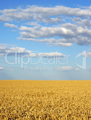 Kornfeld im Sommer