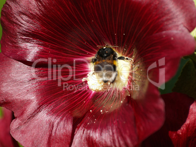 stockrose mit hummel