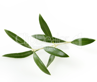 Green  Olive Branch With  Leaves