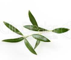 Green  Olive Branch With  Leaves