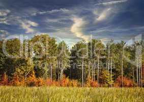 Autumn Forest