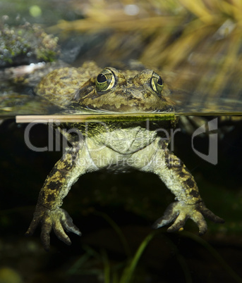 Tropical Green Frog