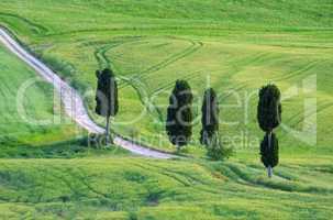 Toskana Zypressen mit Weg - Tuscany cypress trees with track 14