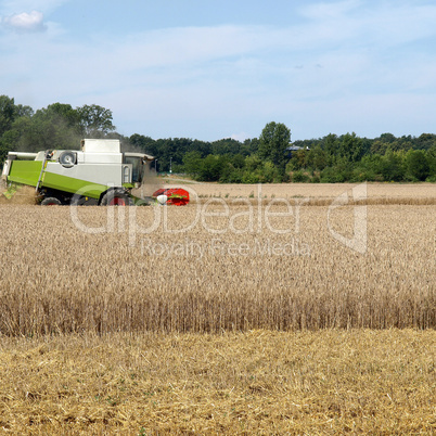 harvest