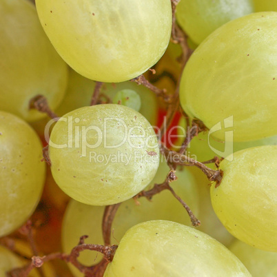 grape