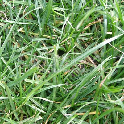 grass meadow weed