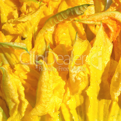 zucchini flowers