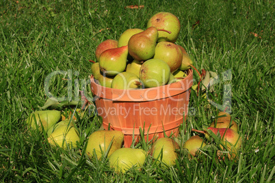 Harvested Pears.