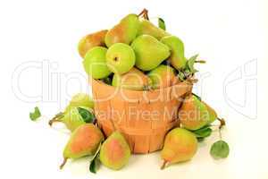 Pears in Bushel