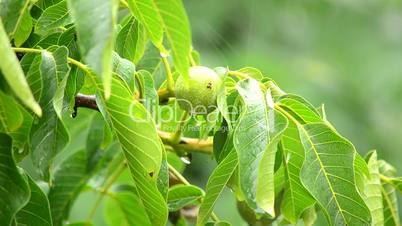 branches of a walnut tree during rainfall