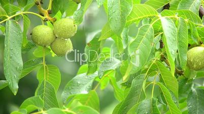 branches of a walnut tree during rainfall