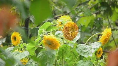 Sunflower in rain
