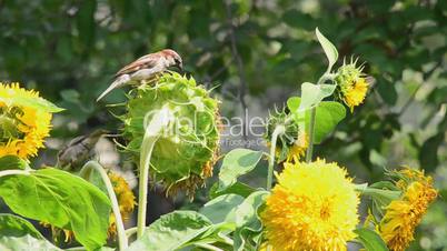 sparrows eating sunflower seeds