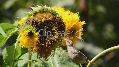 sparrows eating sunflower seeds