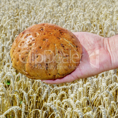 Hand holding freshly baked bread before Cornfield