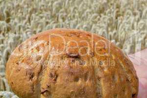 Hand holding freshly baked bread before Cornfield