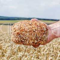 Hand holding freshly baked bread before Cornfield