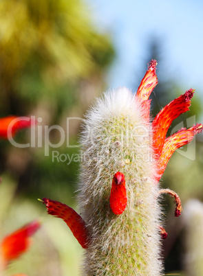 Flowering cactus