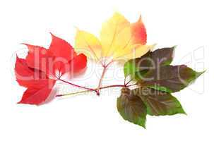 three leaves of different seasons isolated on white background