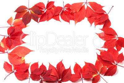 autumn leaves frame isolated on white background