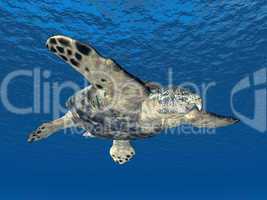 Meeresschildkröte Archelon