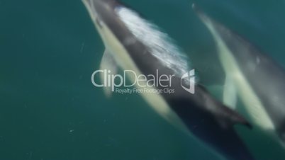 Dolphins in the Strait of Gibraltar