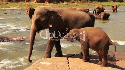 Elephant Calf