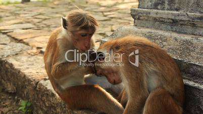 monkeys caring