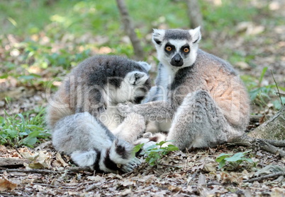 Lemur catta (maki) of Madagascar