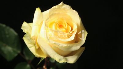 Yellow rose