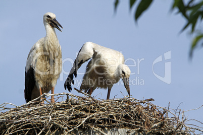 Storchennest