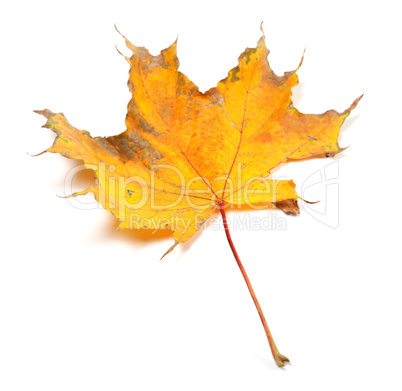 dry autumn maple leaf