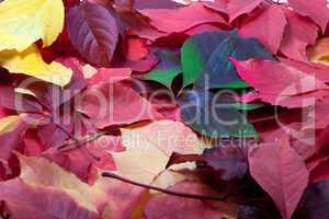 background of multicolor autumn leaves